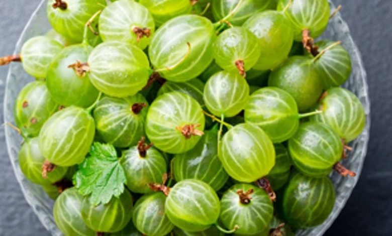How to Grow, Prune, and Harvest Gooseberries Plant in India