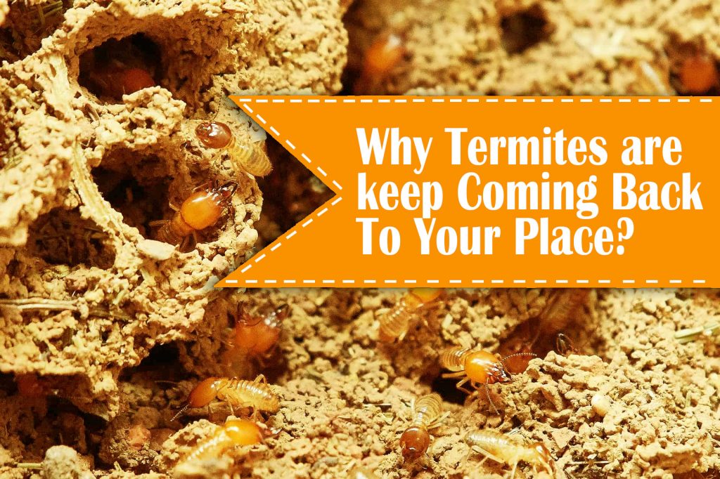 affordable termites treatment near me