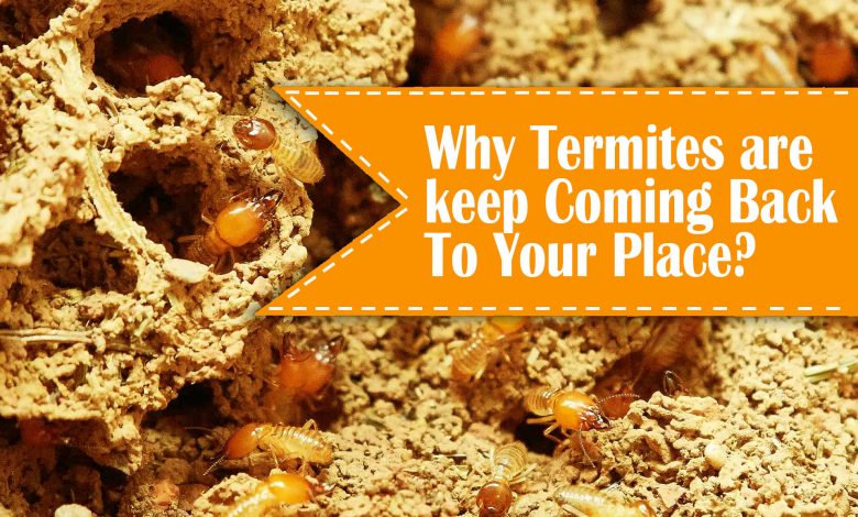 affordable termites treatment near me