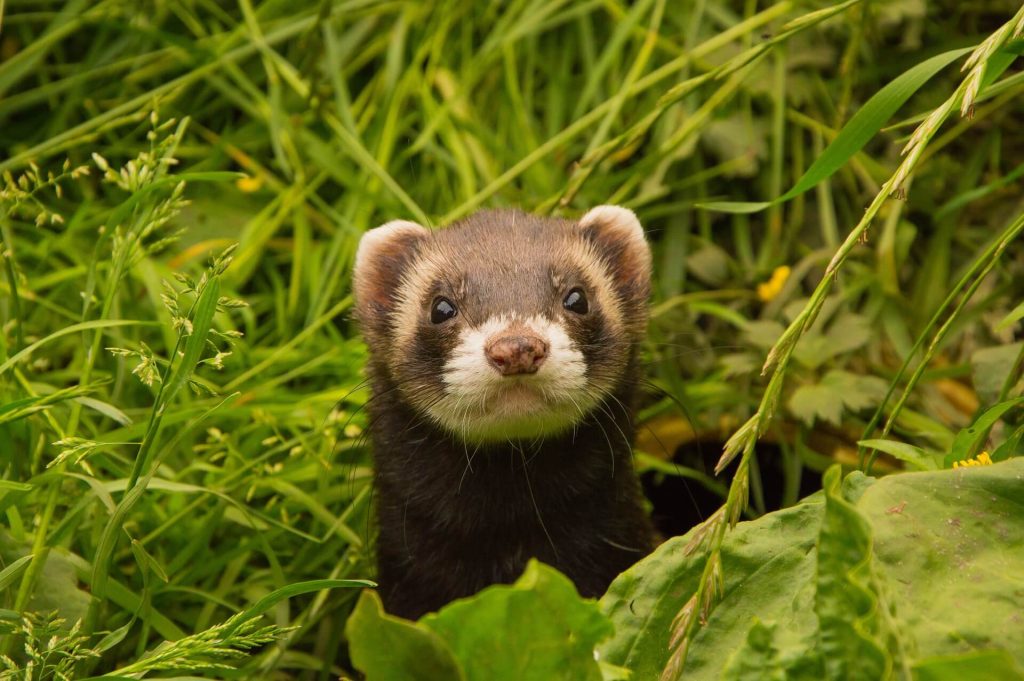 Cinnamon ferrets