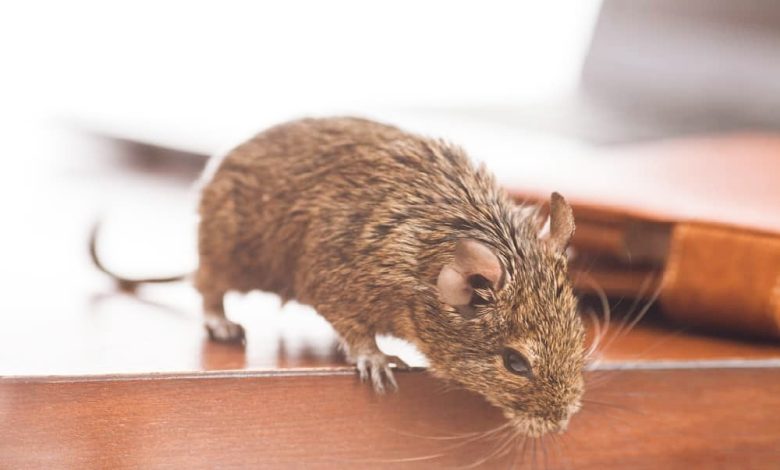commercial pest control