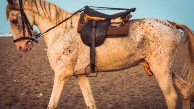 Horse Diseases