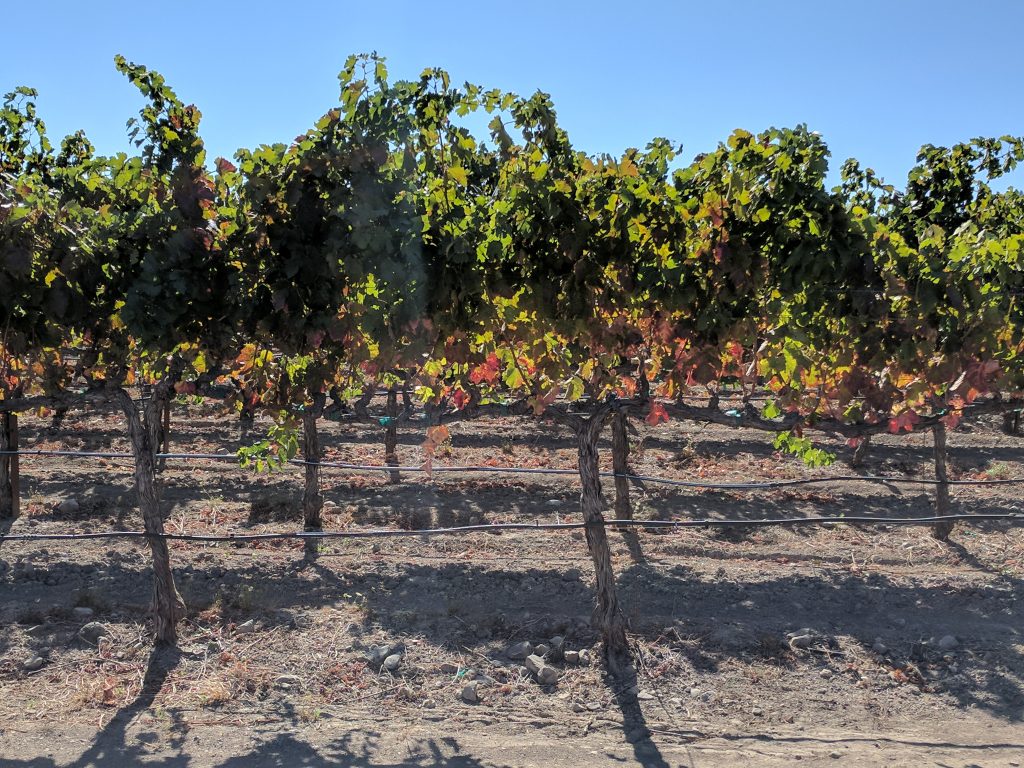 cool wine regions to visit