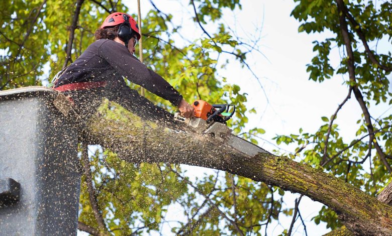 arborist Sydney
