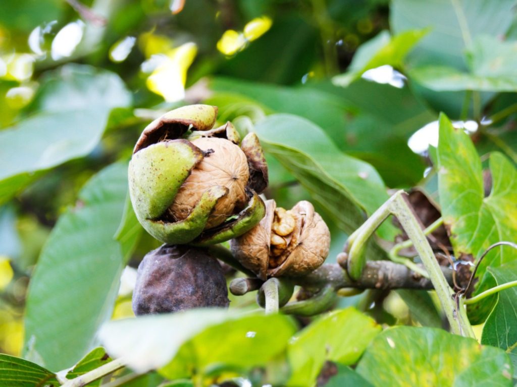 Productive Walnut Farming in India With Proper Guidance