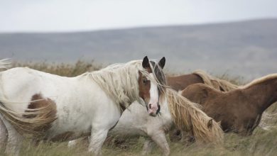 Wild Horse