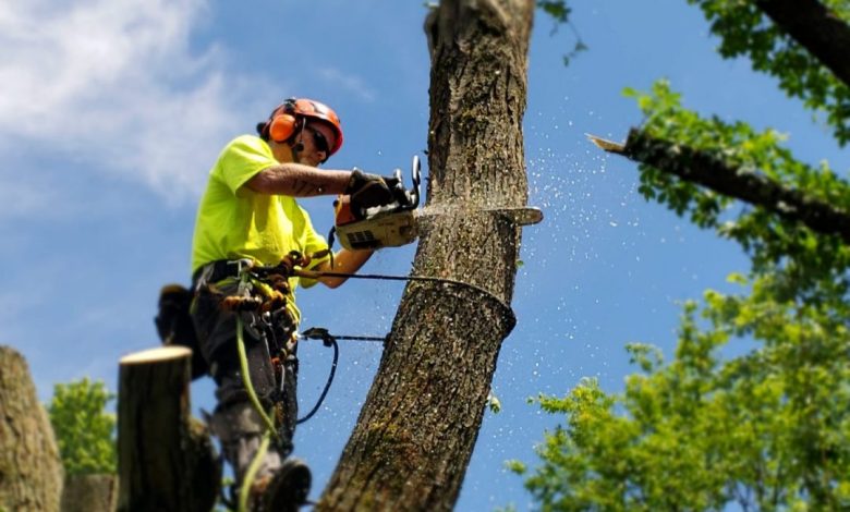 tree removal services