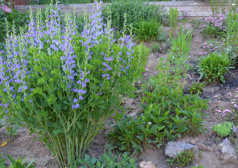 Information Related to Indigo Cultivation in India